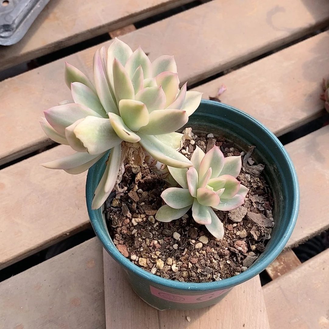 绮罗锦多肉植物老桩