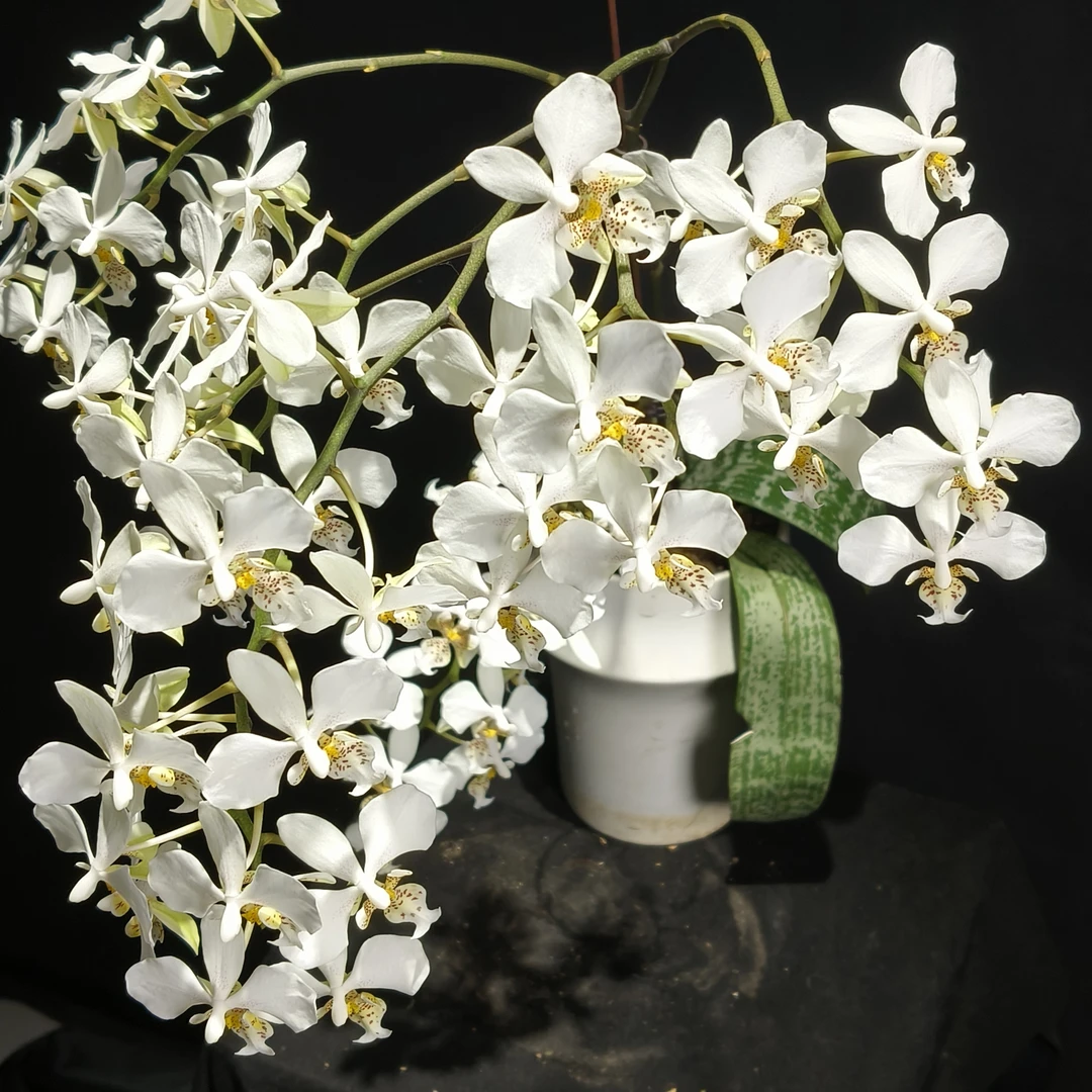 【零度生物】白色史塔基蝴蝶兰特色花纹续花爆花兰花盆栽