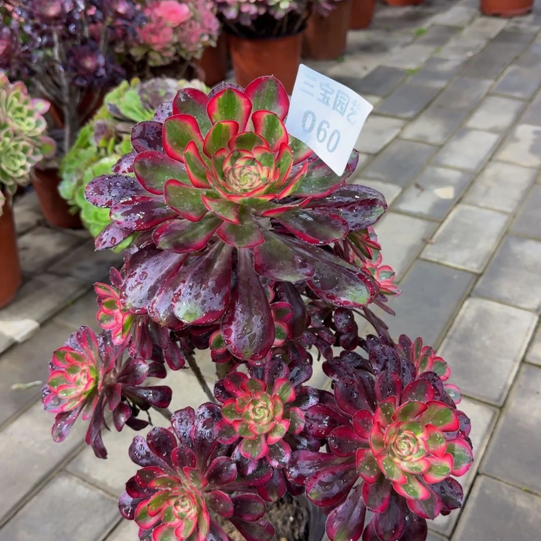 多肉植物060丽娜