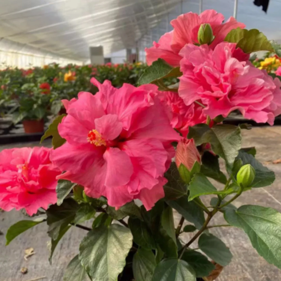 进口丹麦木槿桃金娘花卉观花植物客厅盆栽四季开花带花发货粉和