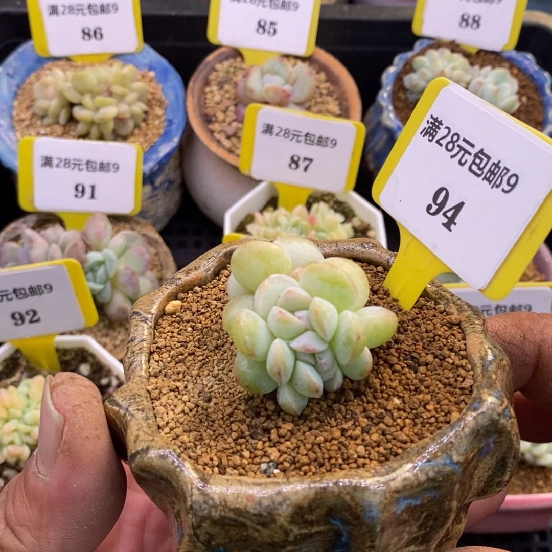 994冰玉朵朵缀多肉植物