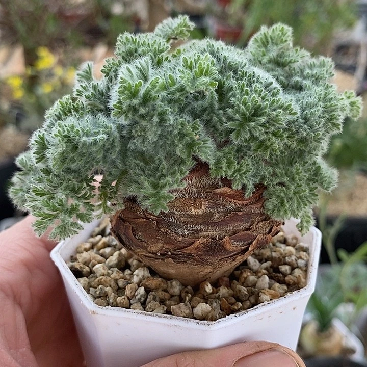 705羽叶4.5公分一一一一一一一