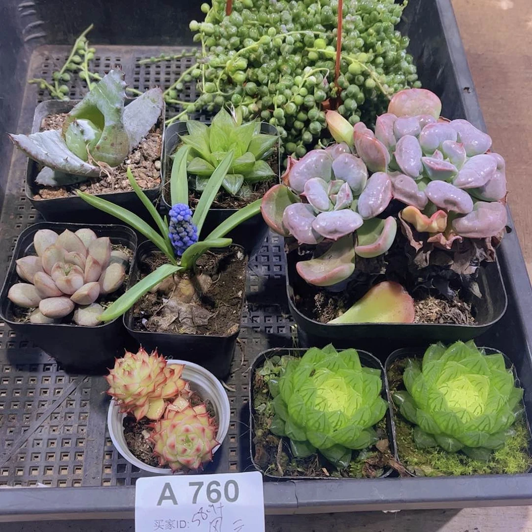 多肉760多肉植物
