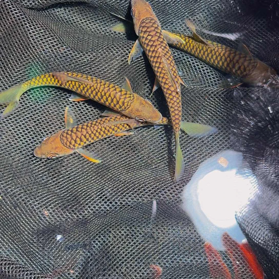 吉罗鱼马来西亚巴拉