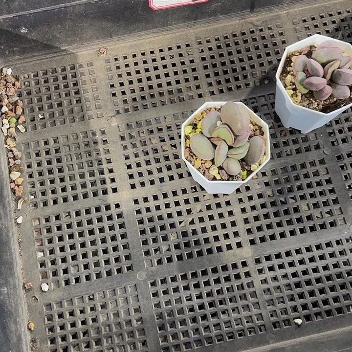 小***梨3号筐带盆土发货一个