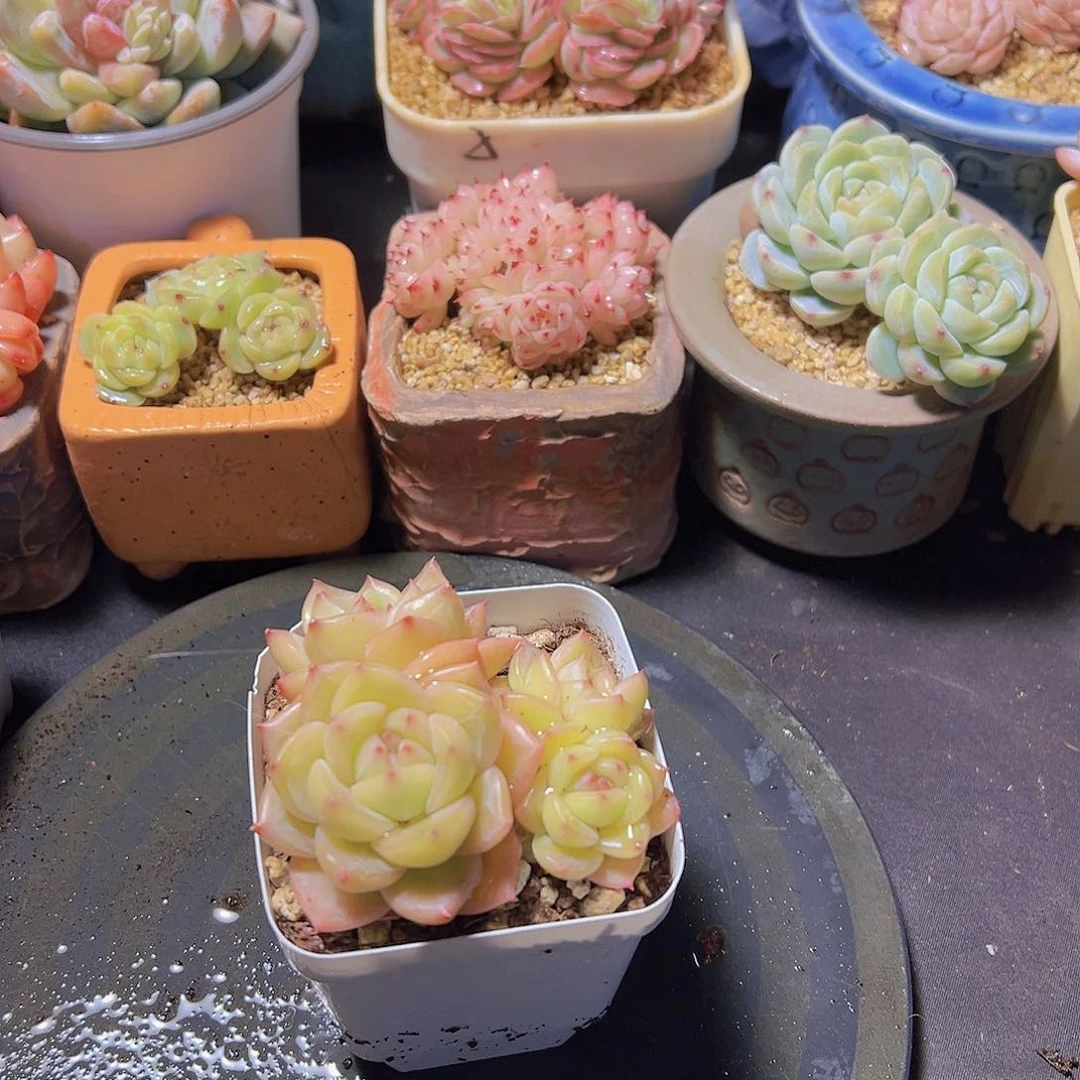 T****糖新品，多肉植物