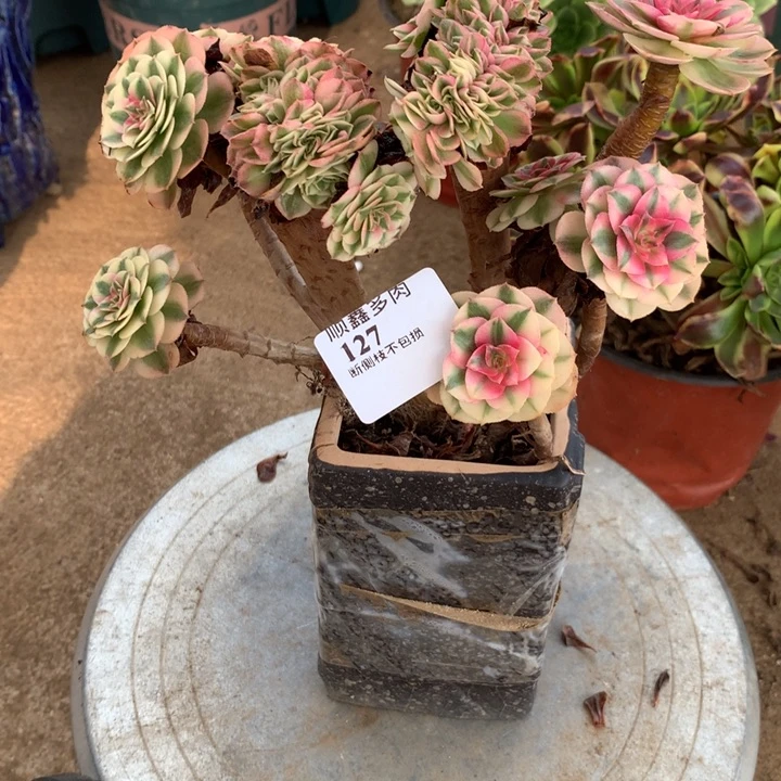 127倾城多肉植物特价