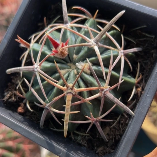 精品狂刺（老精品凌波）