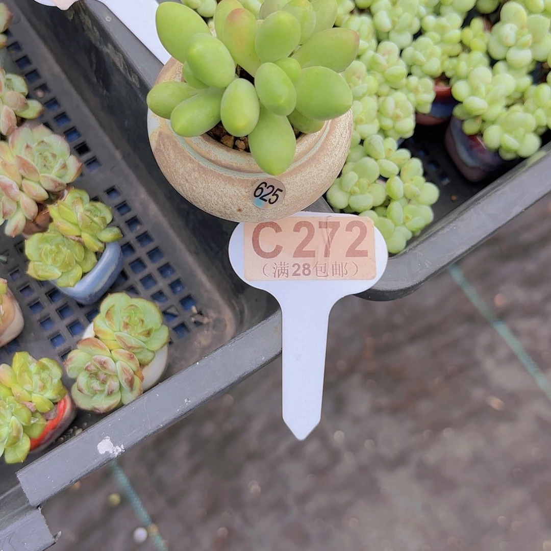 C272芒果一物一拍