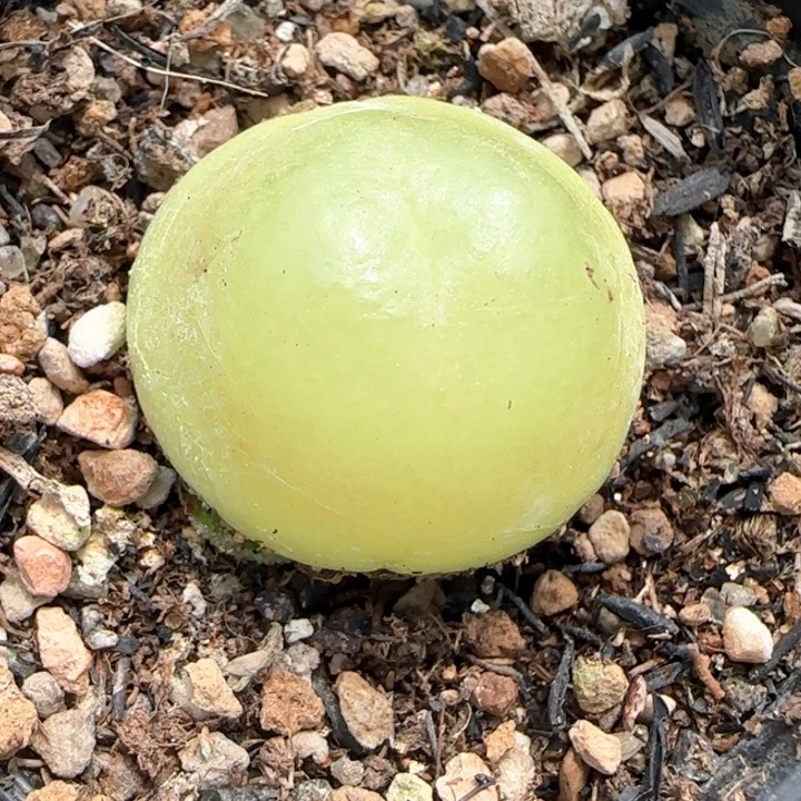 420绿灯泡尺寸2.4带盆土