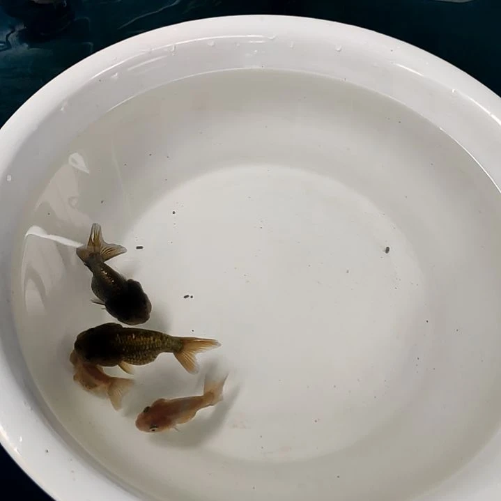 金鱼猫狮金鱼当岁精品苗