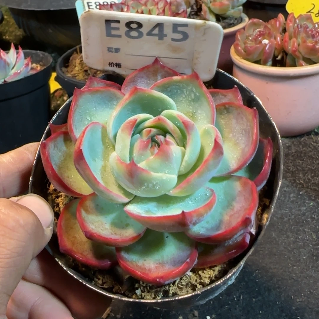 玫瑰惊鸿一物一拍包装收缩花旱845