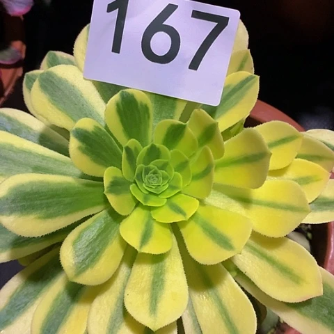 金丝翡翠167法师多肉