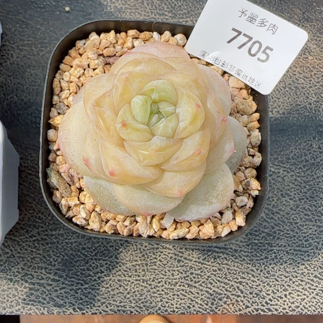 蔷*?冰奶糖，7705多肉植物