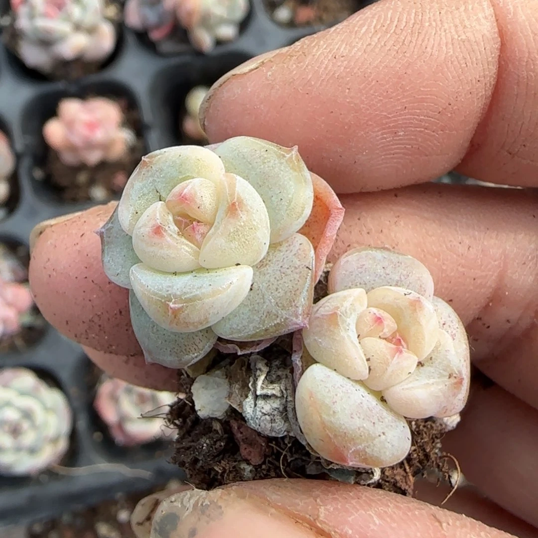 小卡拉米糖心一物一拍