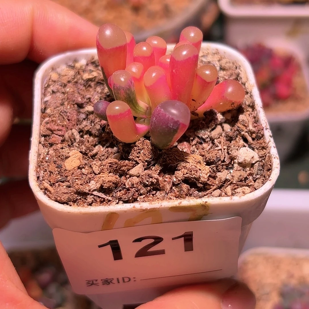 121号五十铃玉锦多肉植物锦一物一拍带盆土