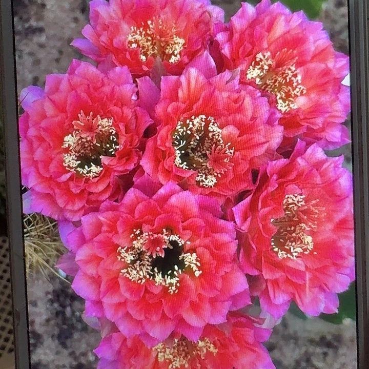 加强立夏侧芽5公分左右毛花柱（20包邮）