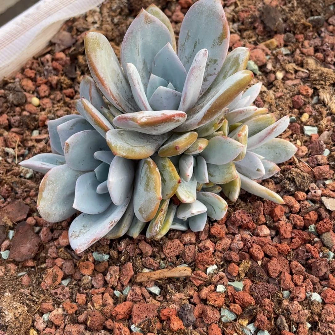 韩版奶茶11头手捧无砍