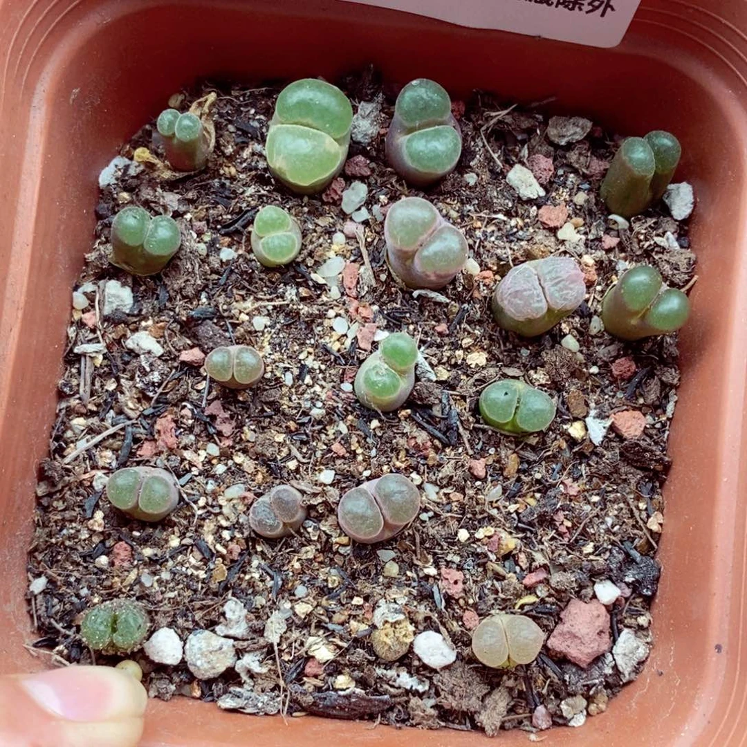 4857。