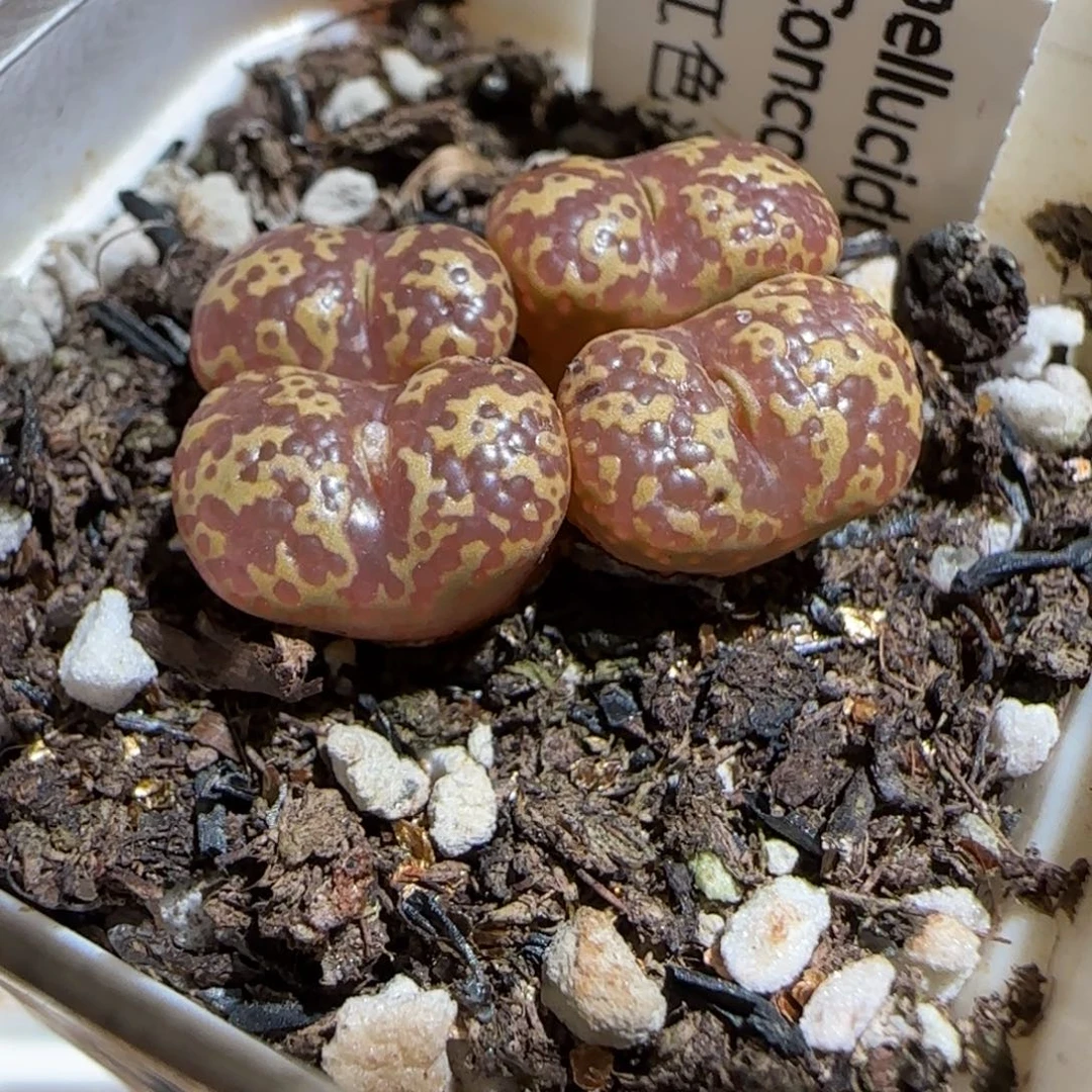 肉锥多肉植物组合-泡泡勋656