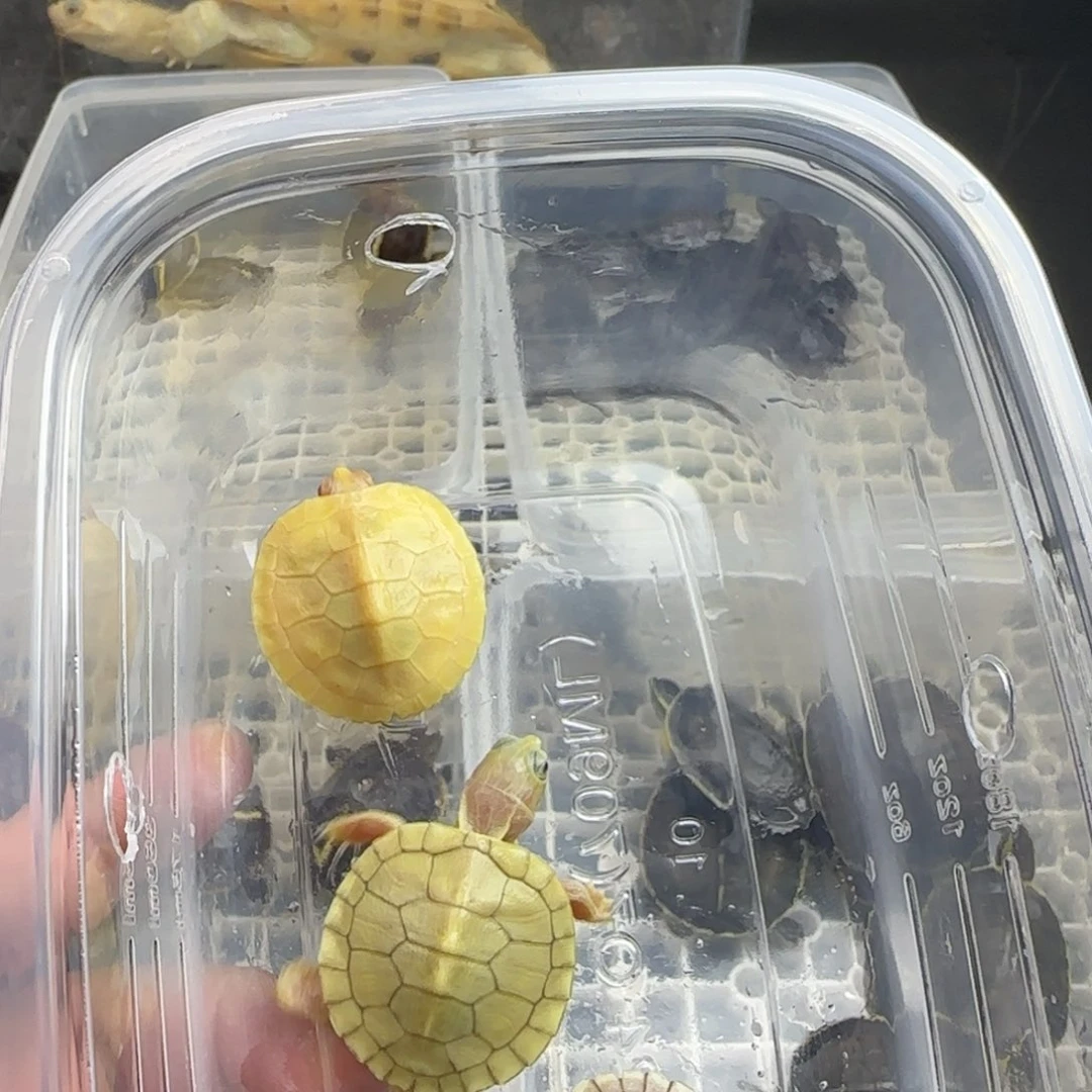 母宠物龟Y***g福利巴西