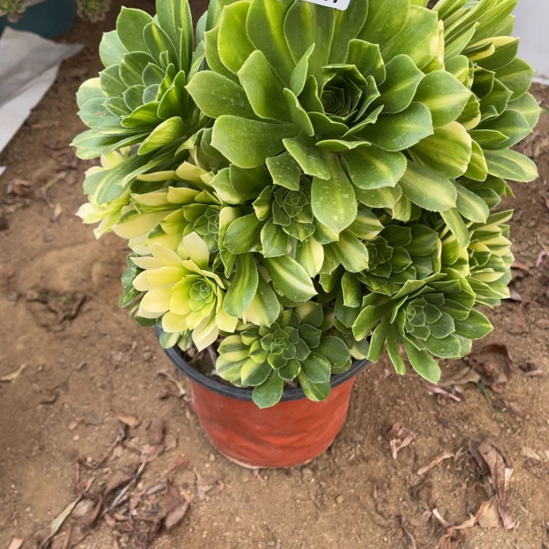 147七彩多肉法师断枝不包