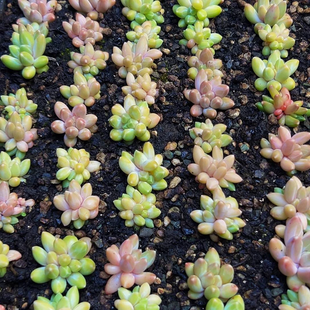 10颗美人系列多肉植物