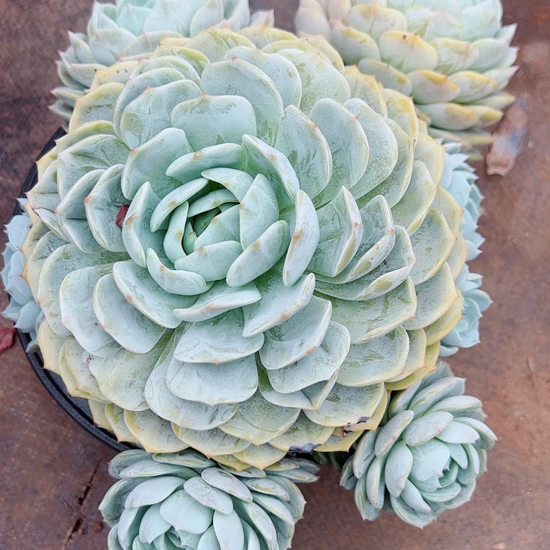 蓝***8劳林大群，一物一拍