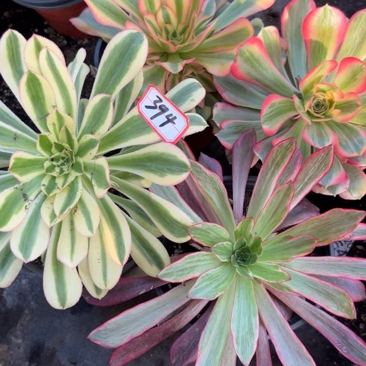 多肉植物394不售后