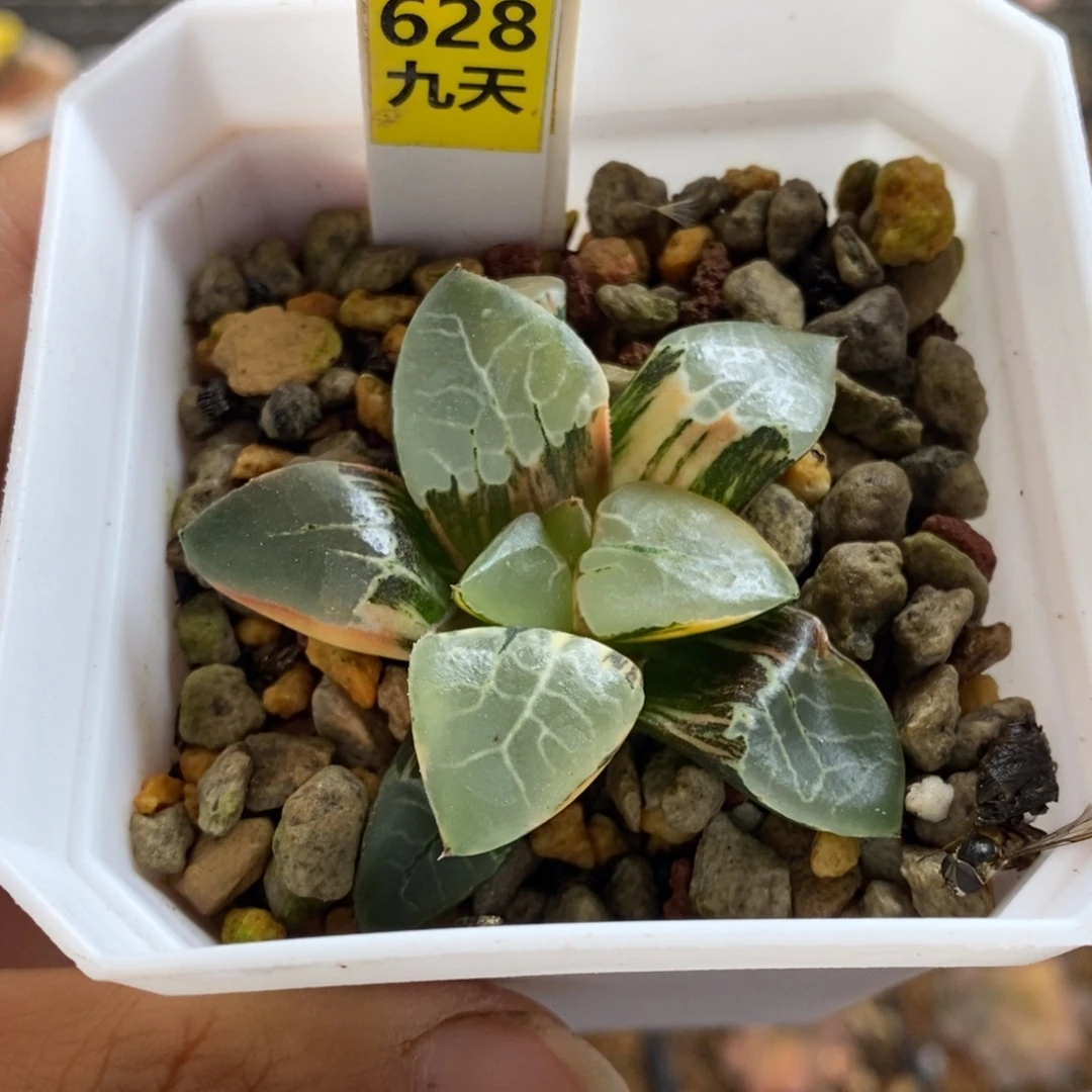 628号火凤凰克锦多肉