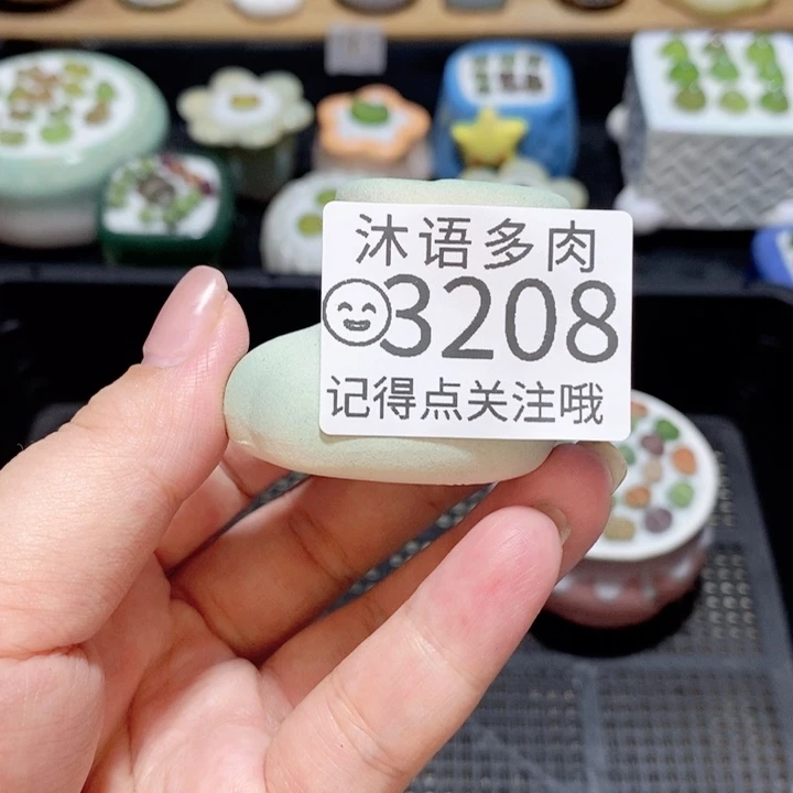 爱***๑精美盆栽 一物一拍 3208