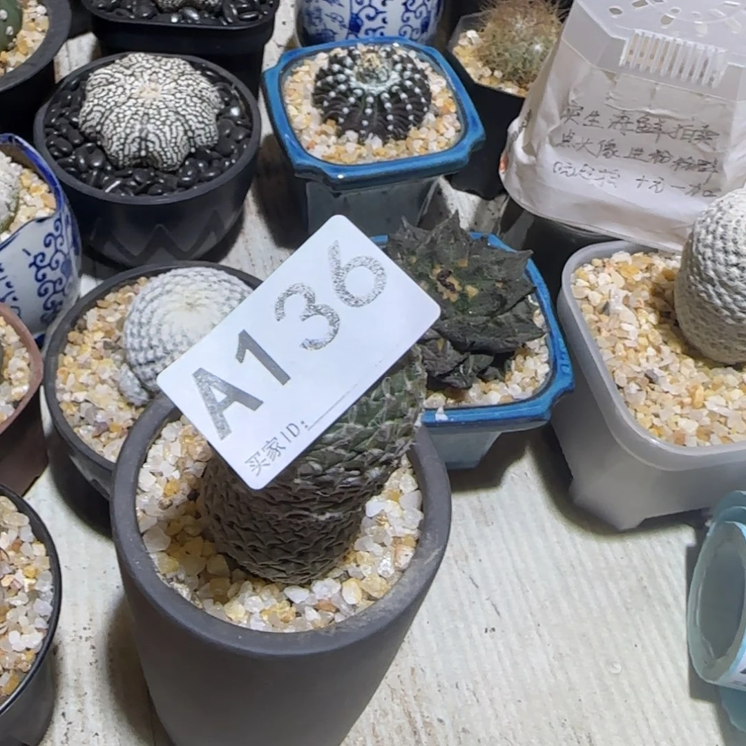 假***去仙人球特价一颗138