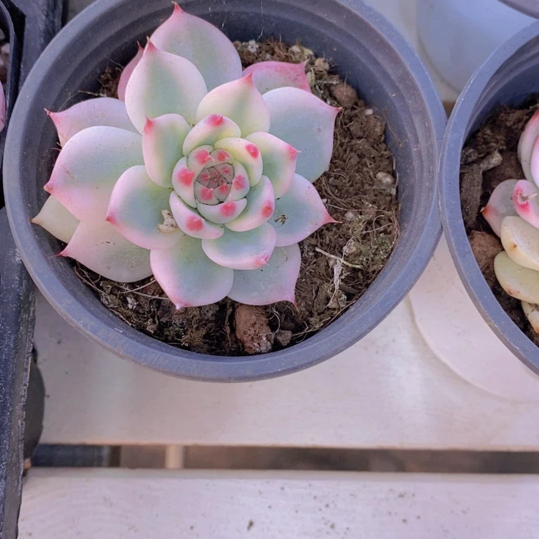 1116-12-福利吉娃娃锦单头一个