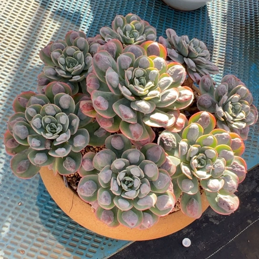 老桩雨滴脱土发快递