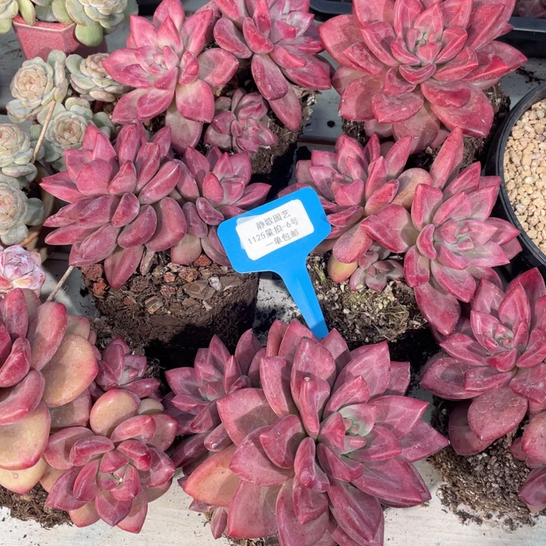 1125-6-赫菲斯托双头福利一颗量拍