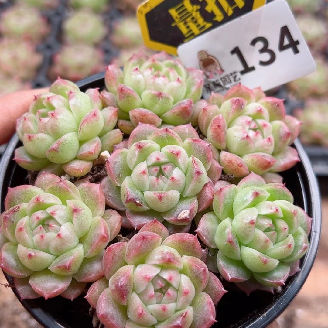 多肉植物多肉植物