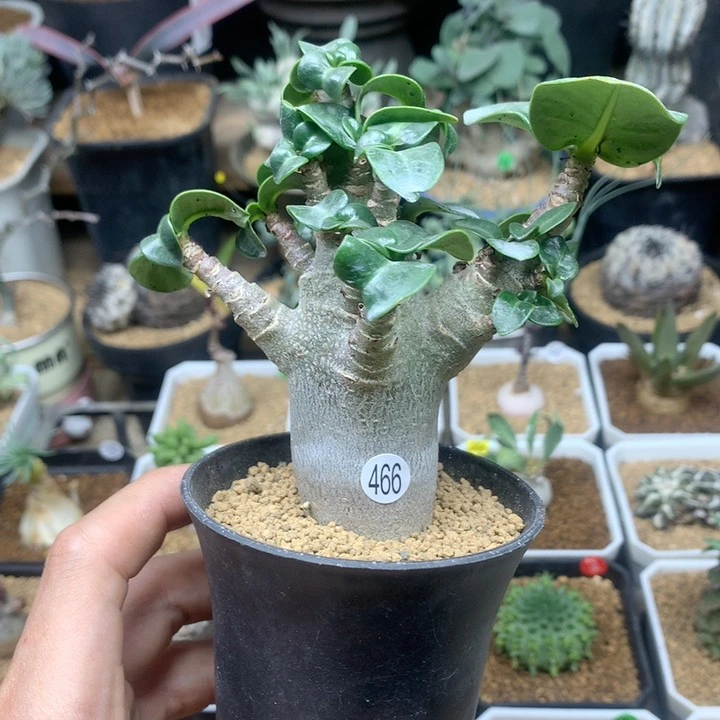 哥斯拉沙漠玫瑰脱土466