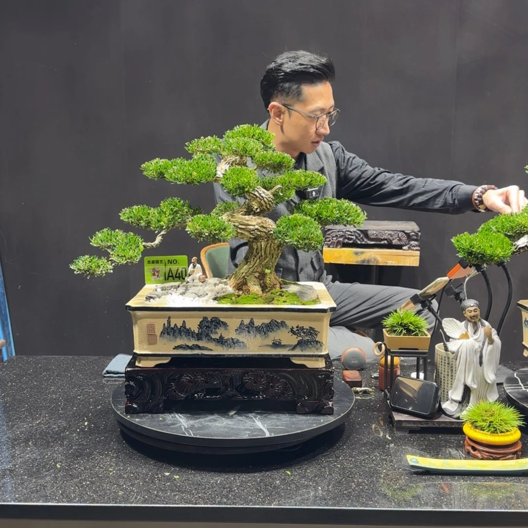尽***头以实际为准黄杨室内室外盆景艺术