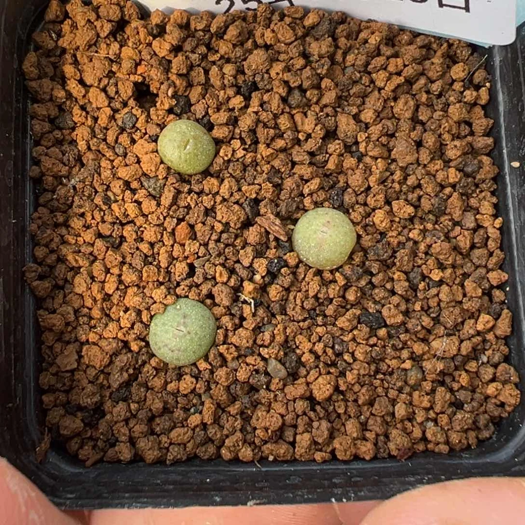 15-15肉锥多肉植物，