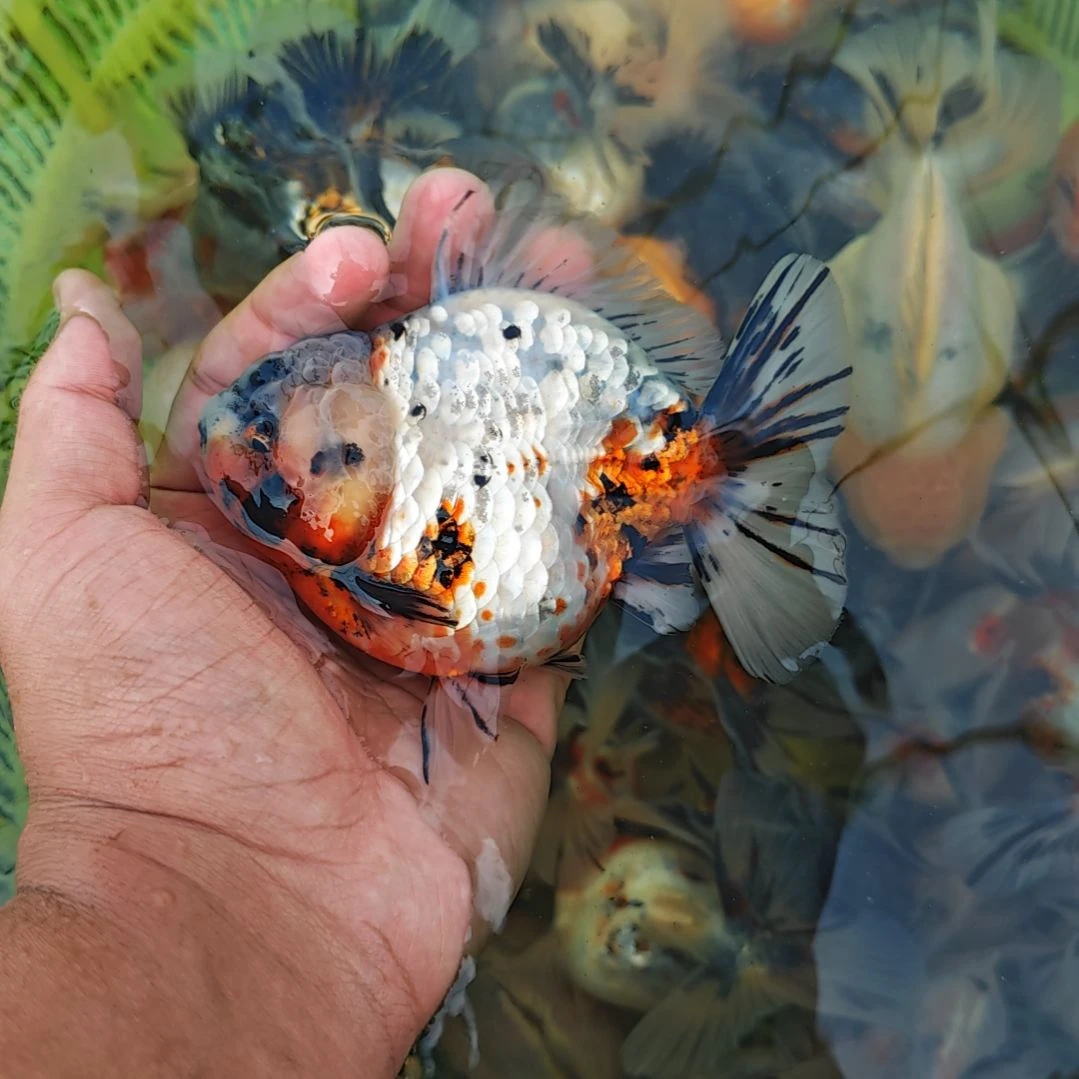 白麒麟将军泰狮金鱼将军