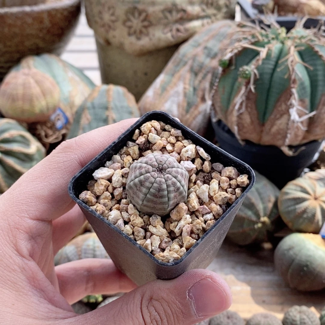 欧系实生布纹球多肉植物