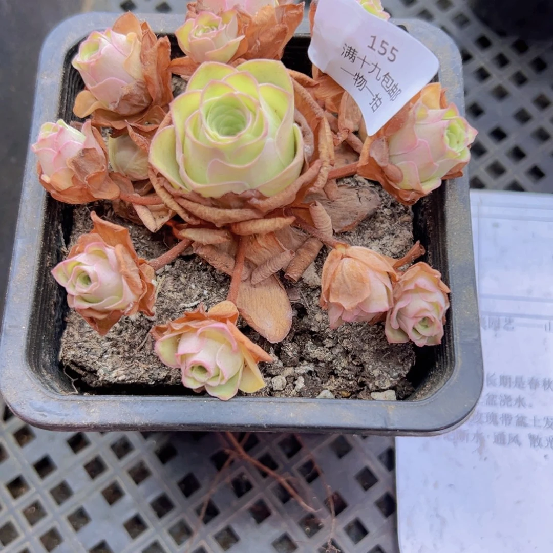 山地玫瑰基地无售后155