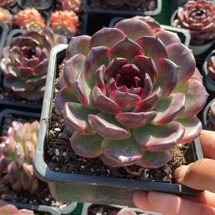 大课冰岛咖啡带盆发货