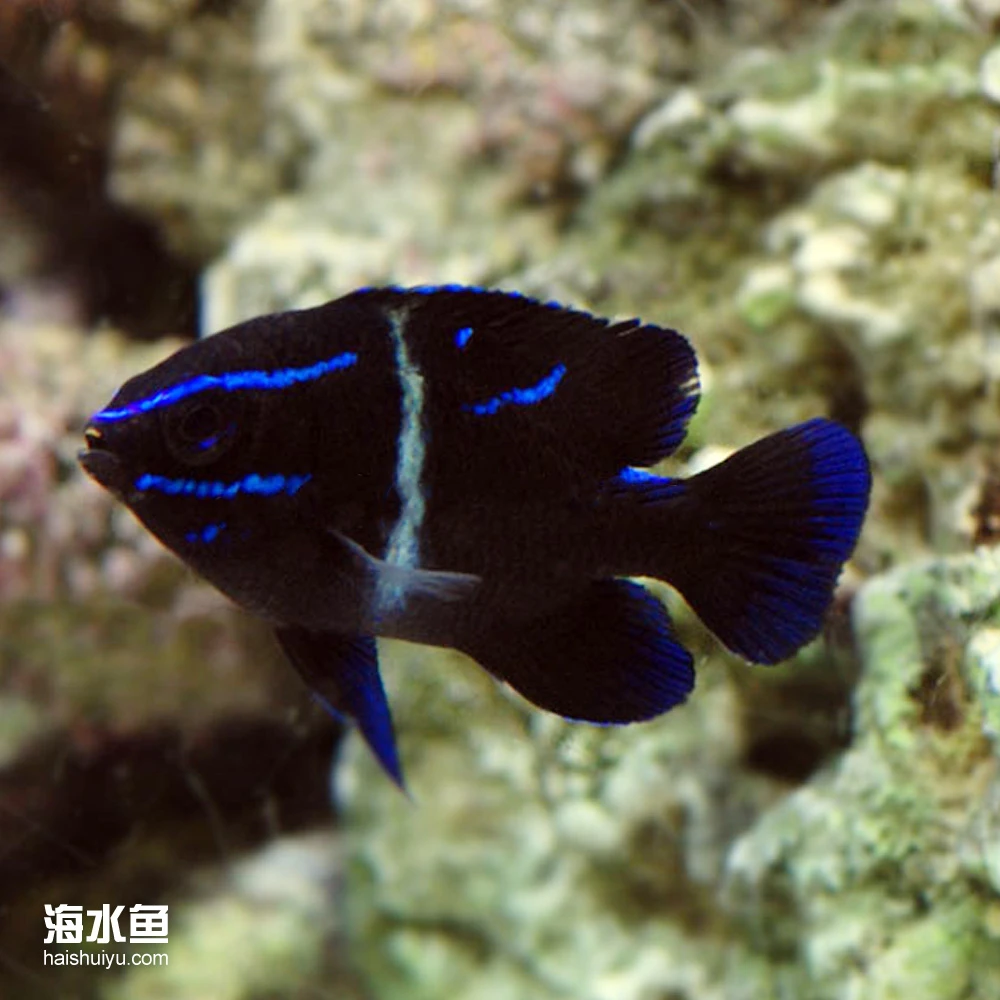天鹅绒 海水观赏鱼