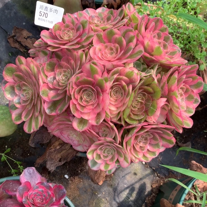 风**雅570荔枝多肉特价不售后