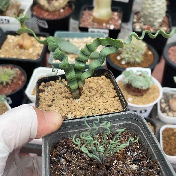 336方便面➕海带弹簧草