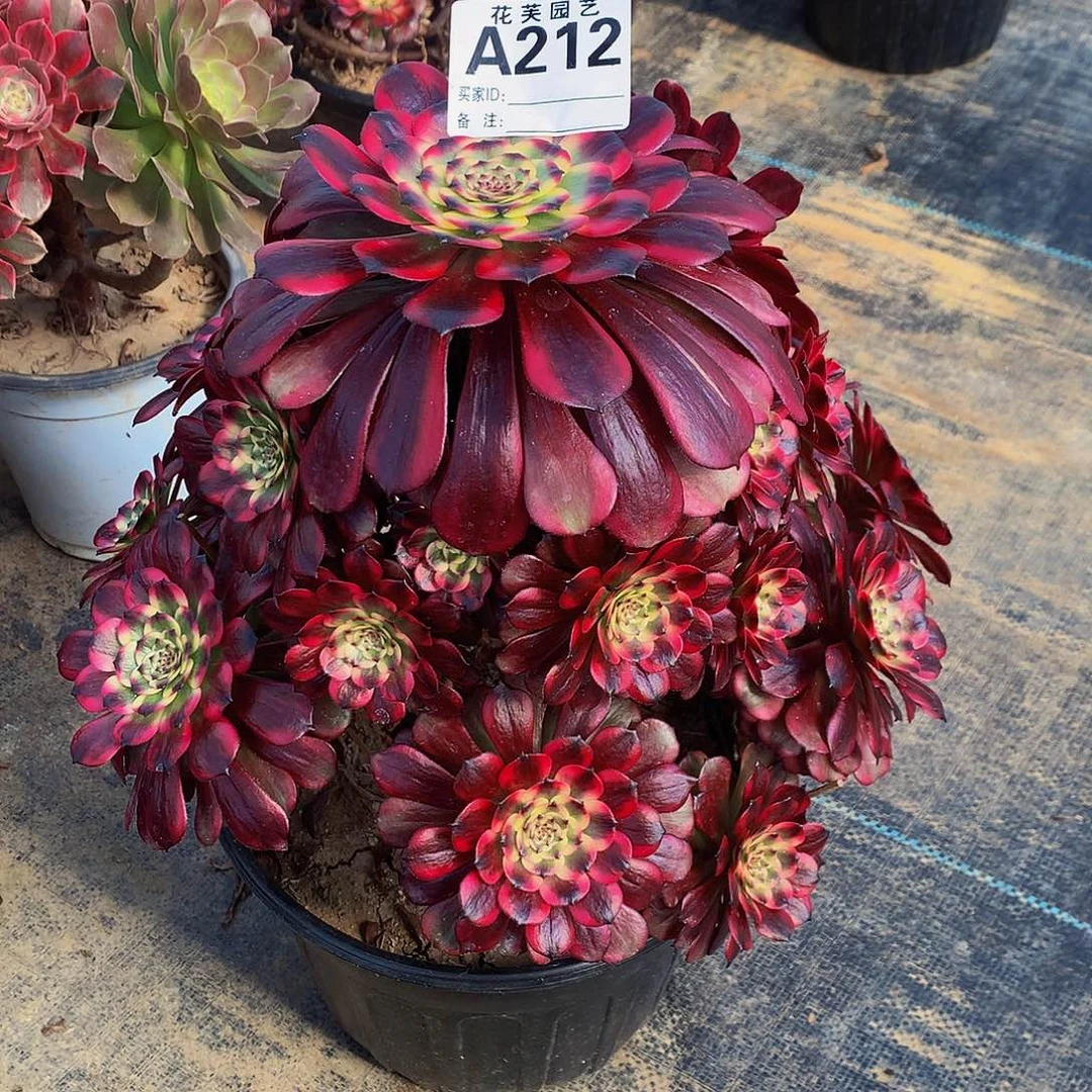 212多肉法师美姬