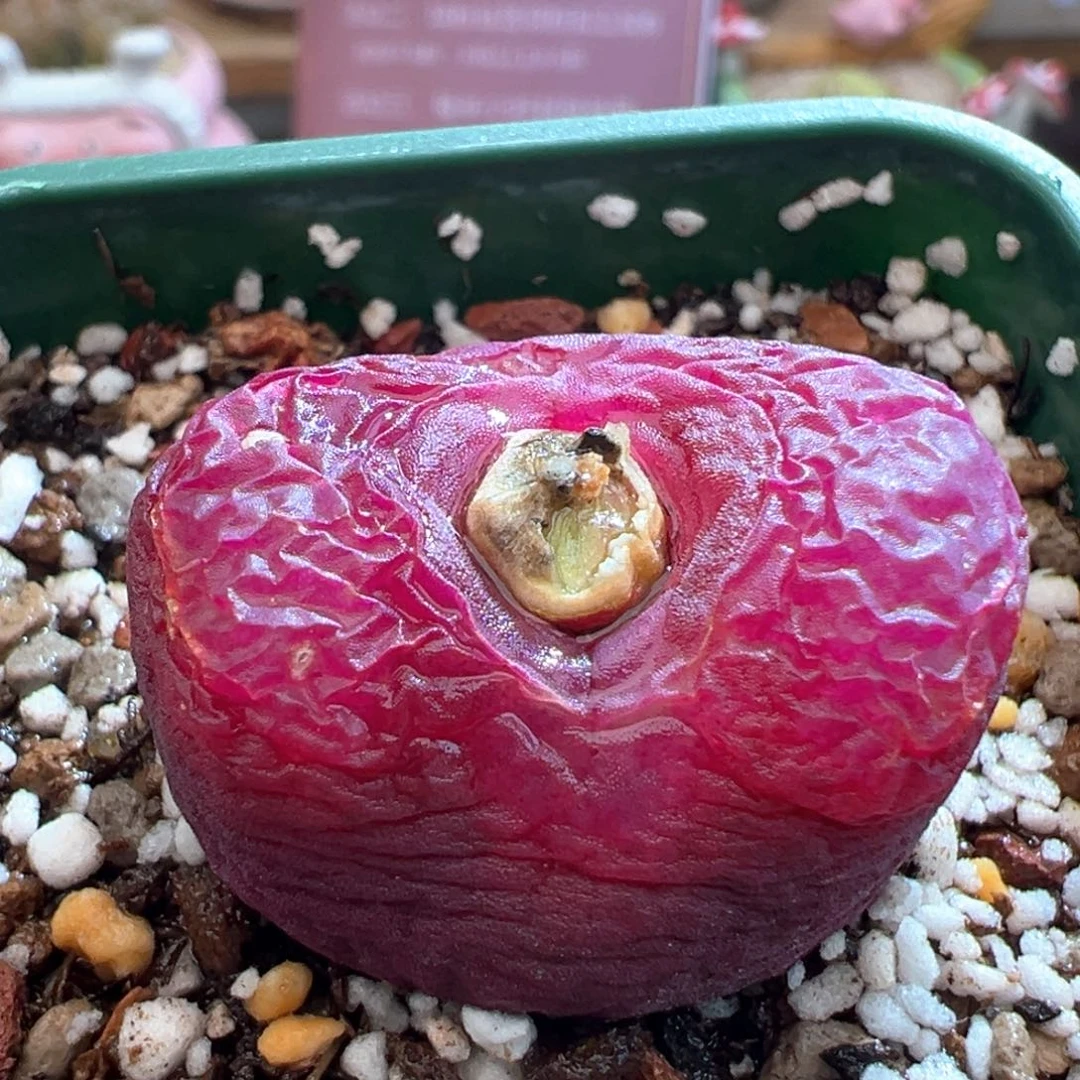 89。优选紫红超毛母本