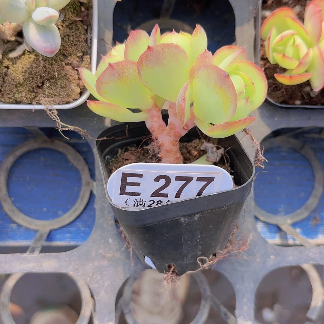 C277碧桃一物一拍