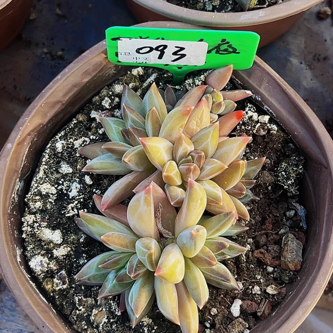 桔云多肉美人精品系列